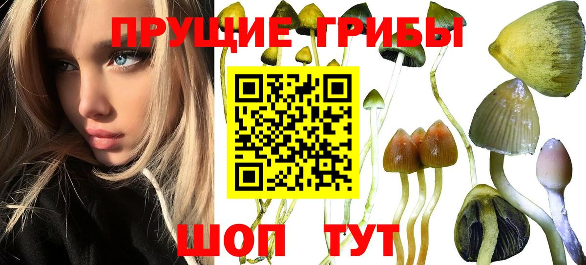 Псилоцибиновые грибы Psilocybe  Котельники  Псилоцибиновые грибы MAGIC MUSHROOMS 
